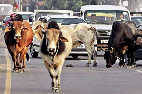 अब ज़रूरत है काऊ इंस्पेक्टर की